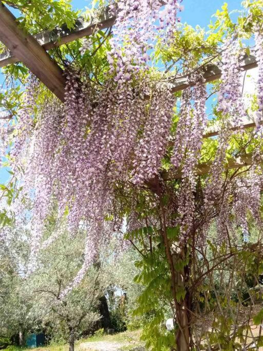 Casa Belvedere -Tranquillita Tra Bosco E Ulivi- Riparbella Ngoại thất bức ảnh