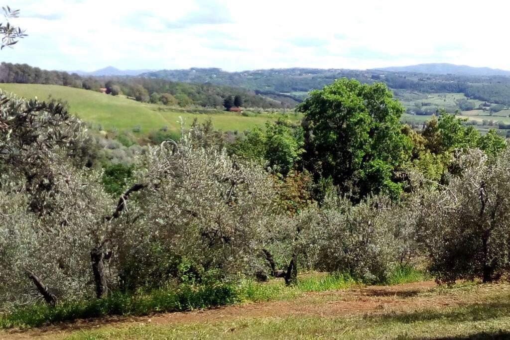 Casa Belvedere -Tranquillita Tra Bosco E Ulivi- Riparbella Ngoại thất bức ảnh